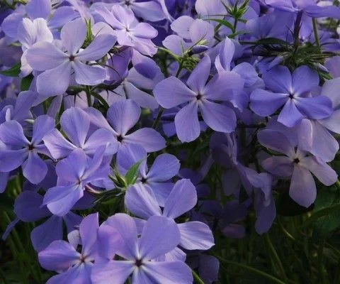 Флокс растопыренный