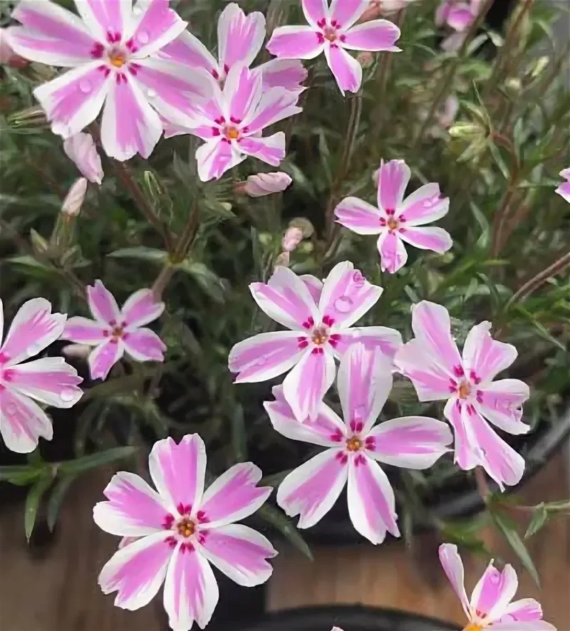 Флокс шиловидный Кэнди Страйпс - 2 изображение