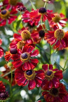 Гелениум осенний красный