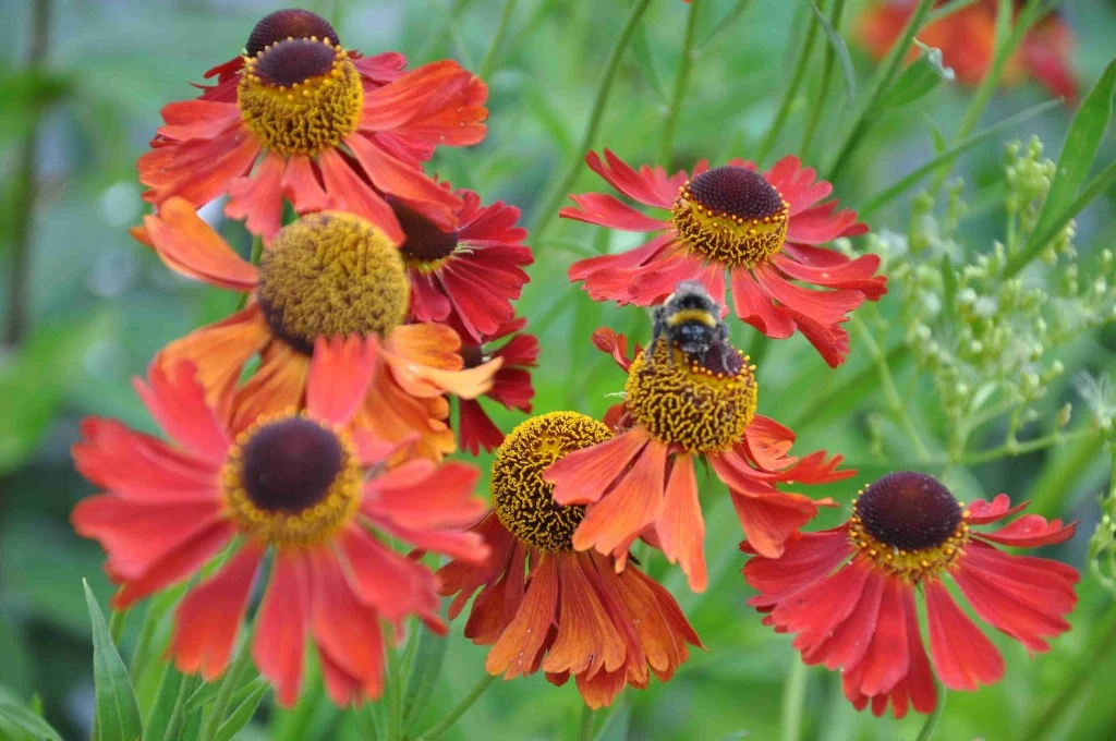 Гелениум осенний красный - 2 изображение