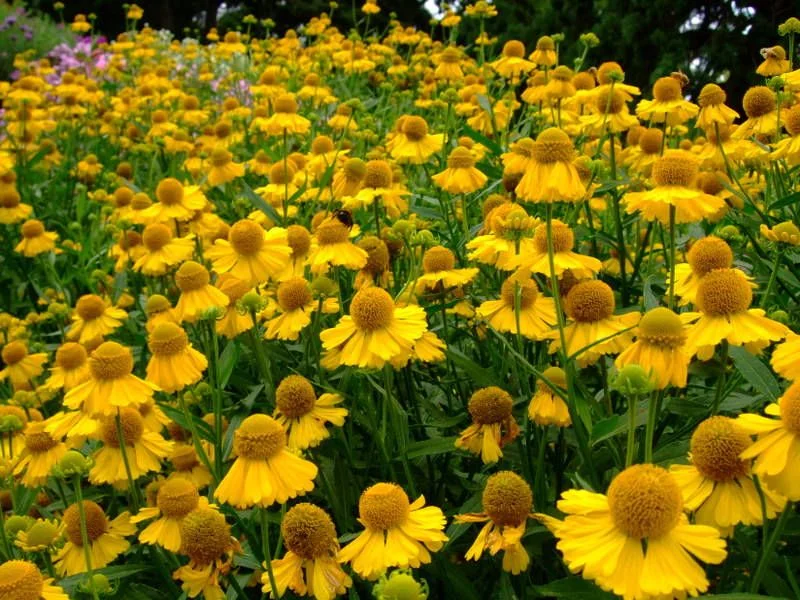 Гелениум осенний жёлтый