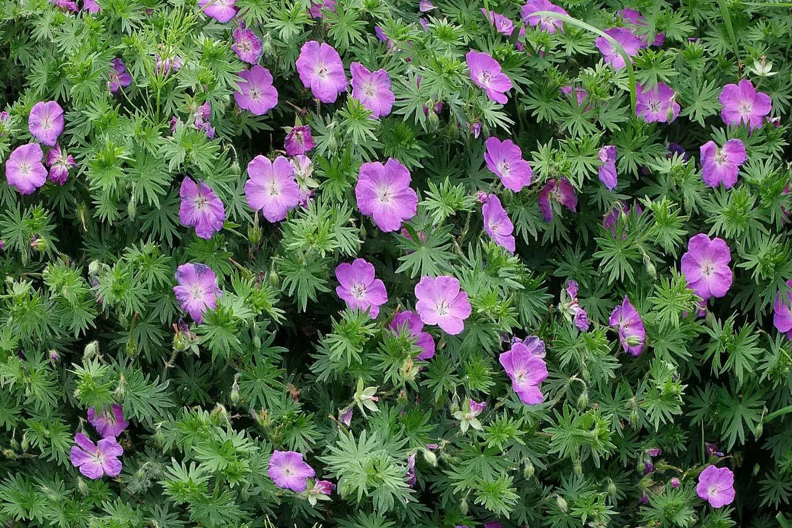 Герань кроваво-красная "Макс Фрай"