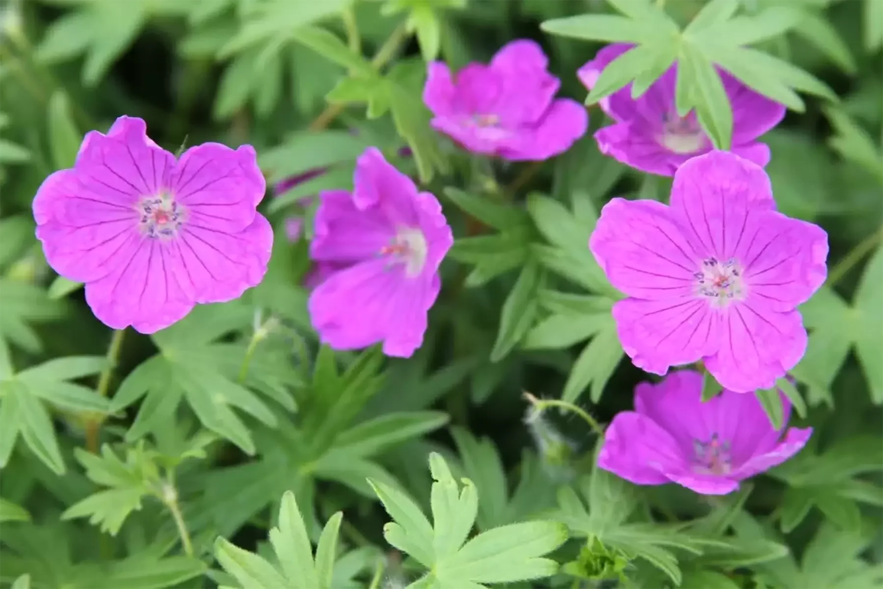 Герань кроваво-красная "Макс Фрай" - 2 изображение