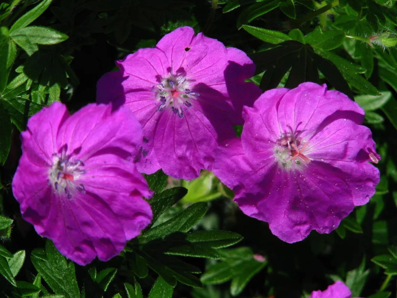 Герань кроваво-красная "Макс Фрай" - 3 изображение