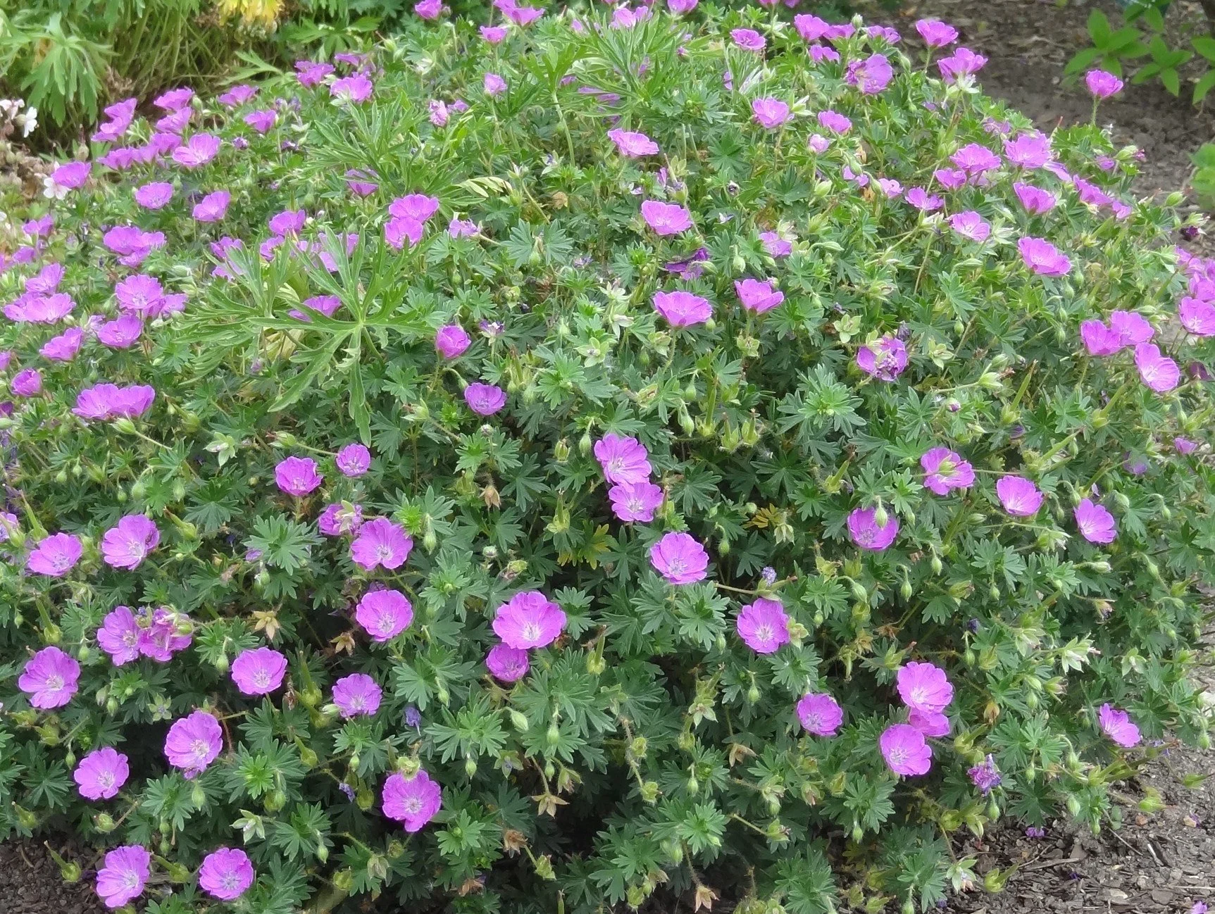 Герань кроваво-красная "Макс Фрай" - 4 изображение