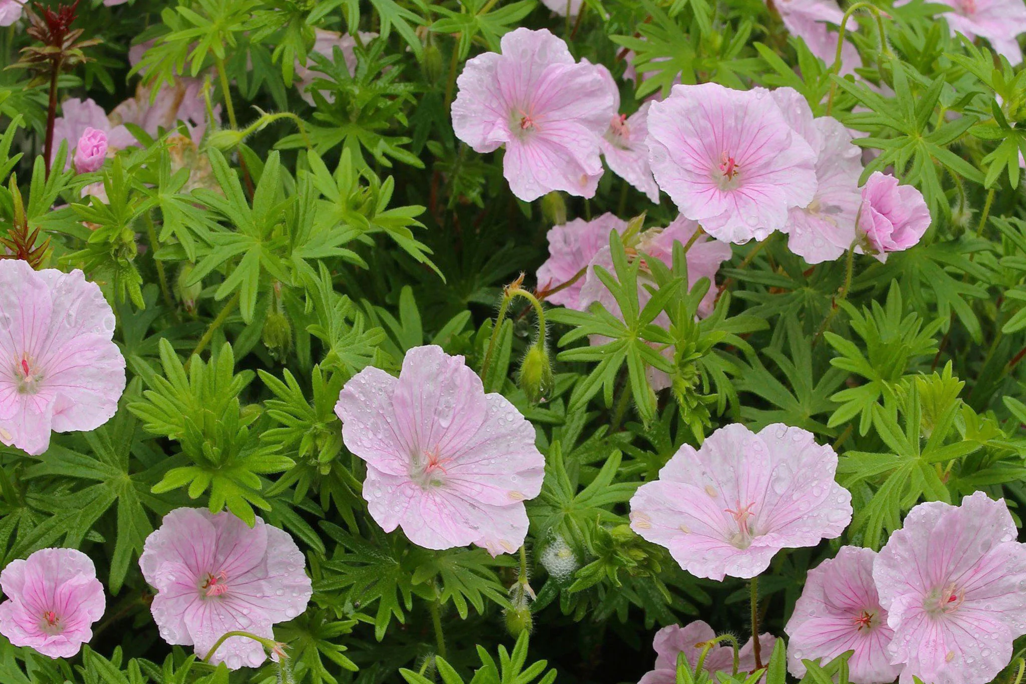 Герань кроваво-красная "Стратум"