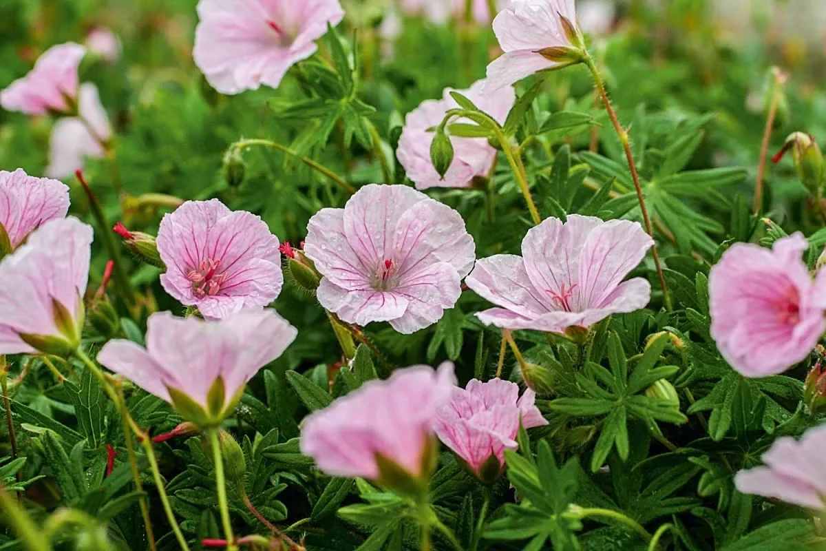 Герань кроваво-красная "Стратум" - 2 изображение