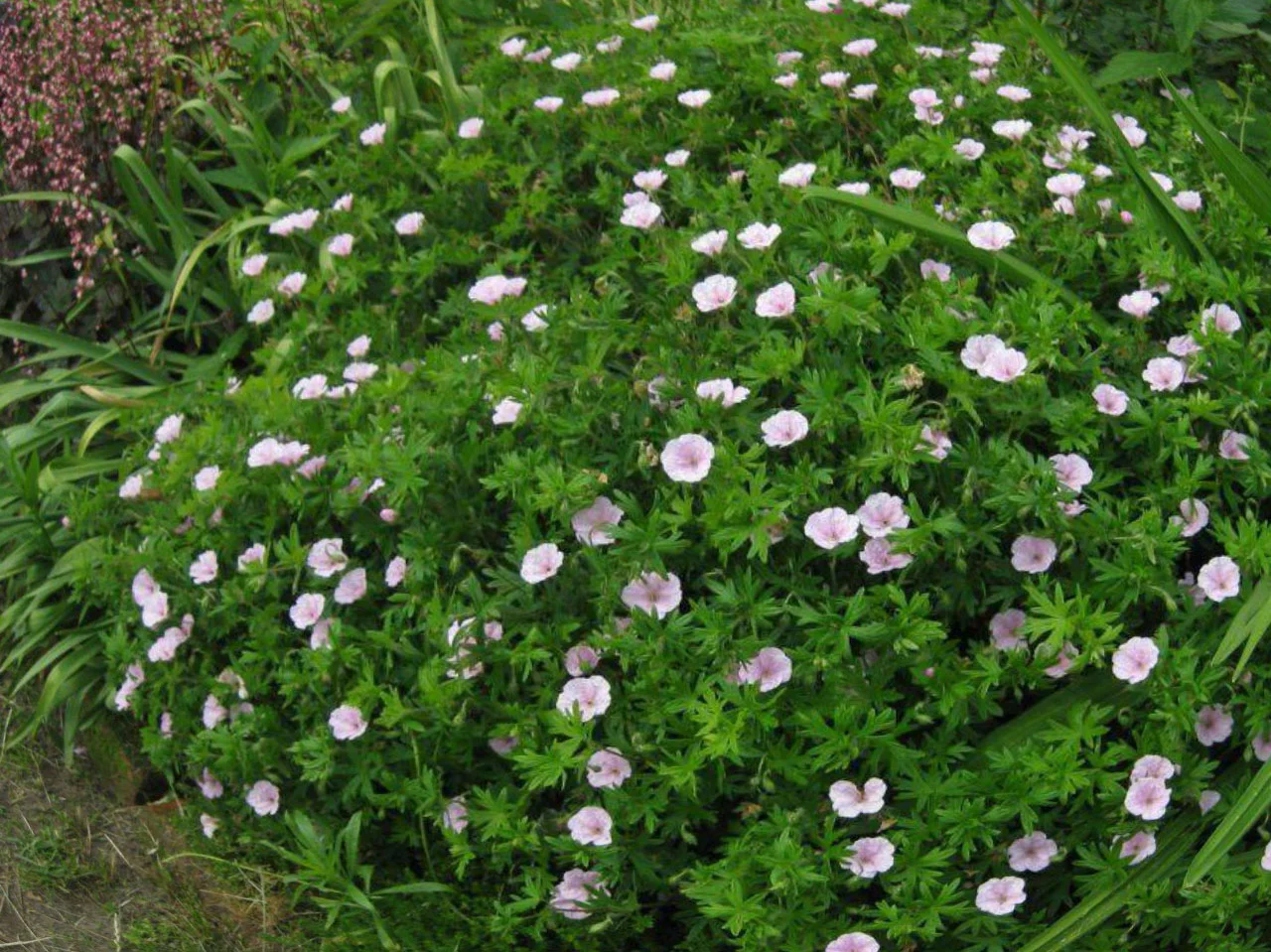 Герань кроваво-красная "Стратум" - 3 изображение