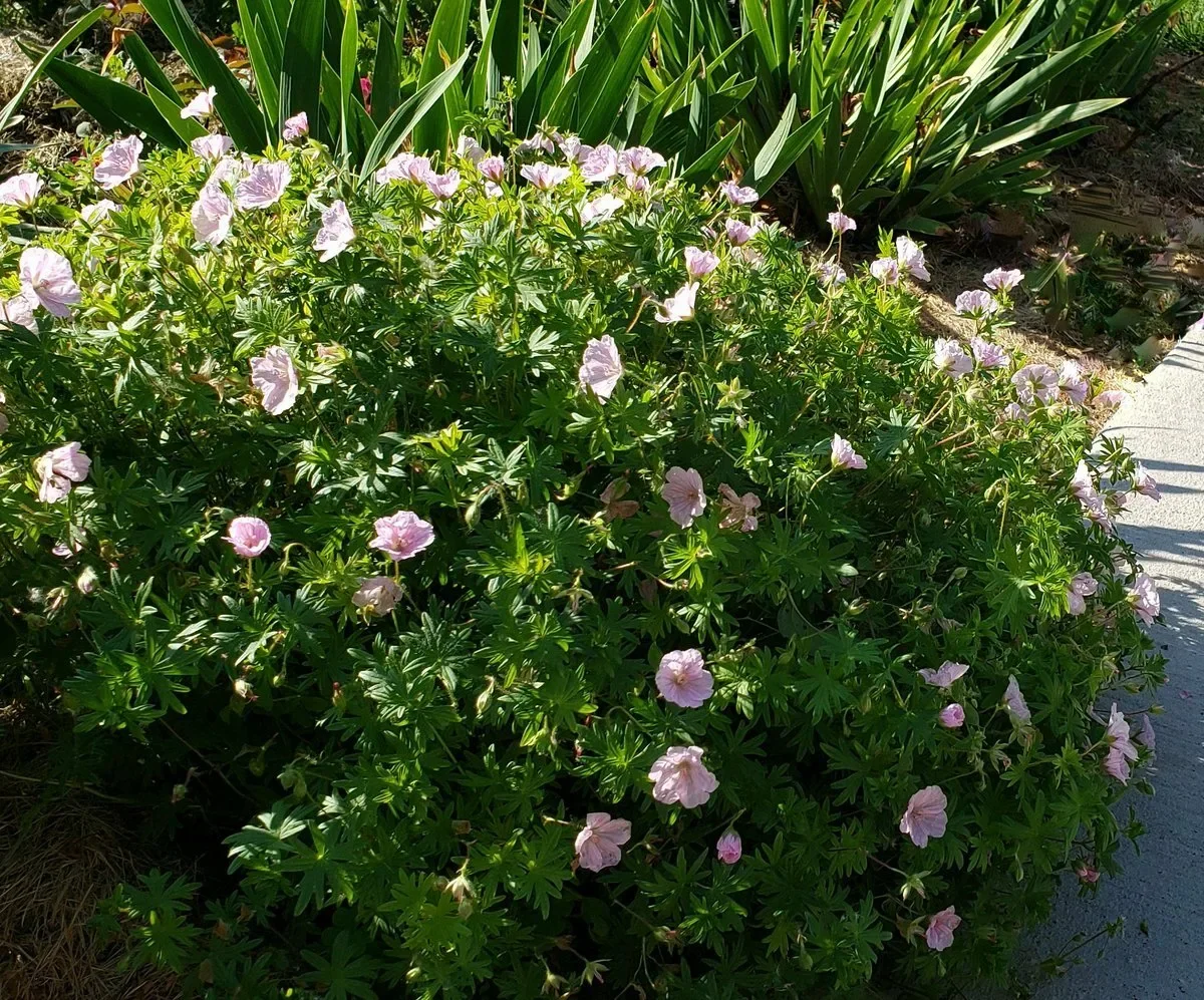 Герань кроваво-красная "Стратум" - 4 изображение