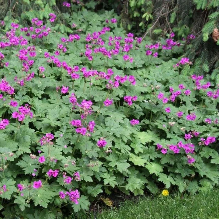 Герань крупнокорневищная