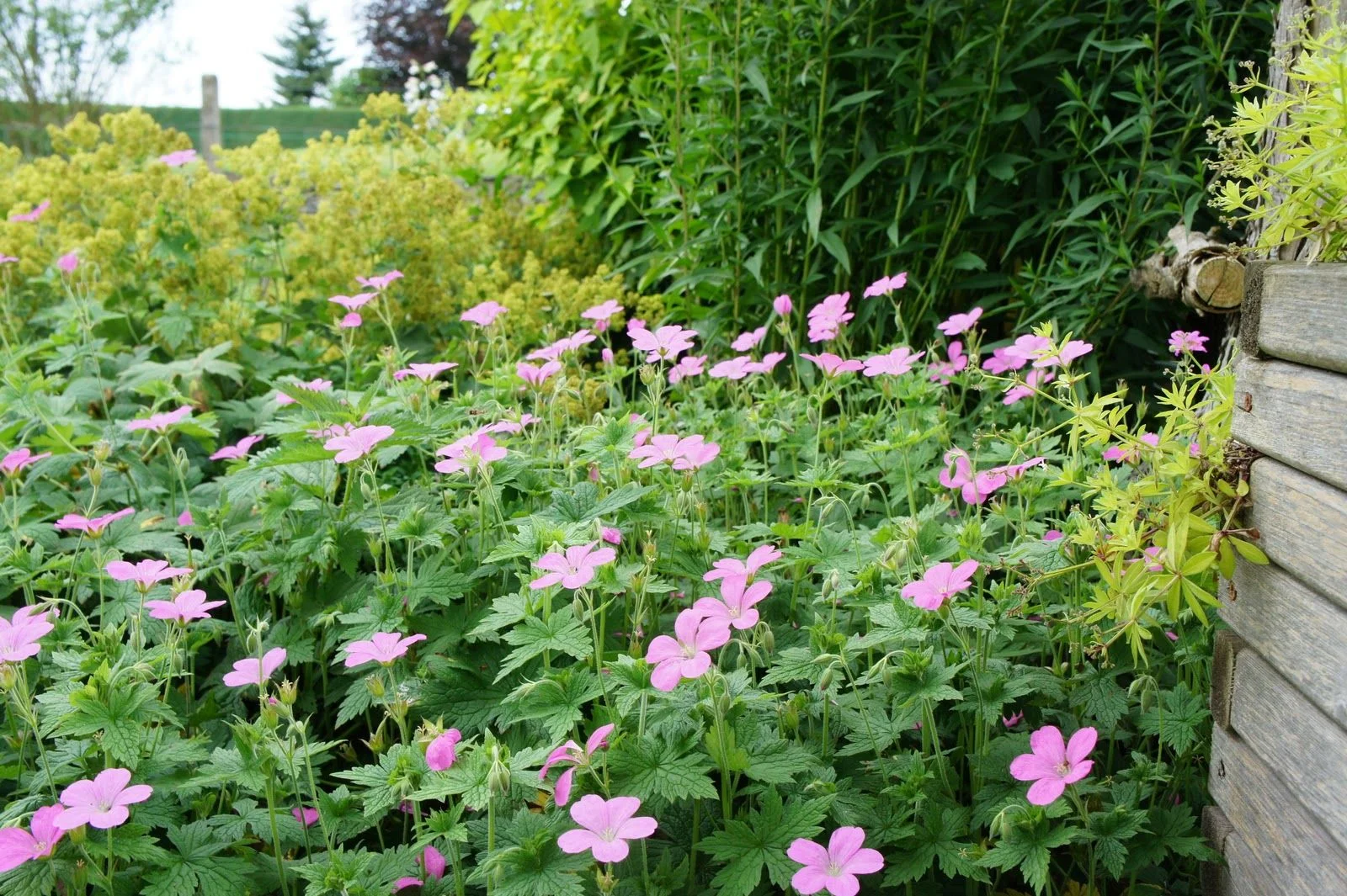 Герань оксонская "Роуз Клэр"