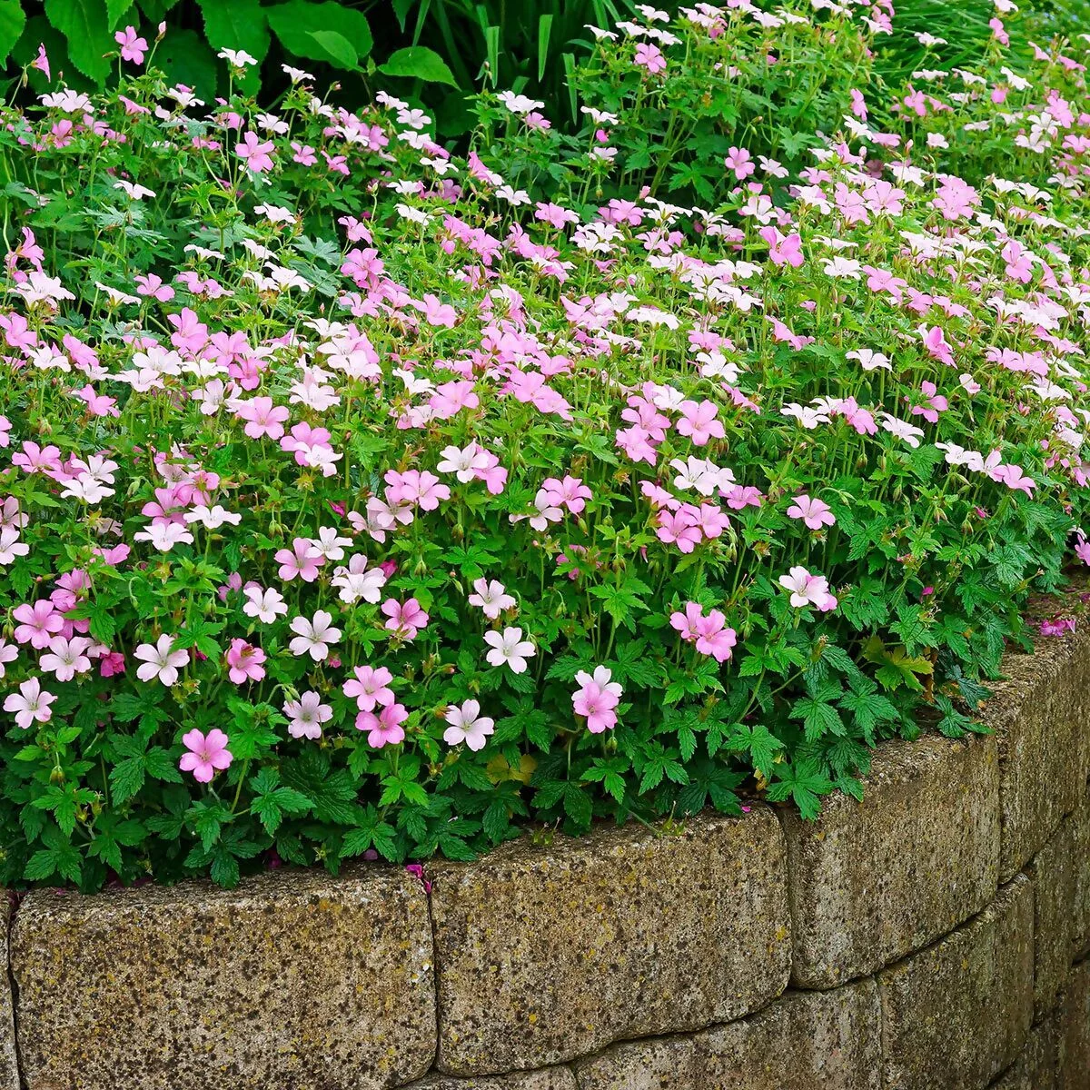 Герань оксонская "Роуз Клэр" - 2 изображение