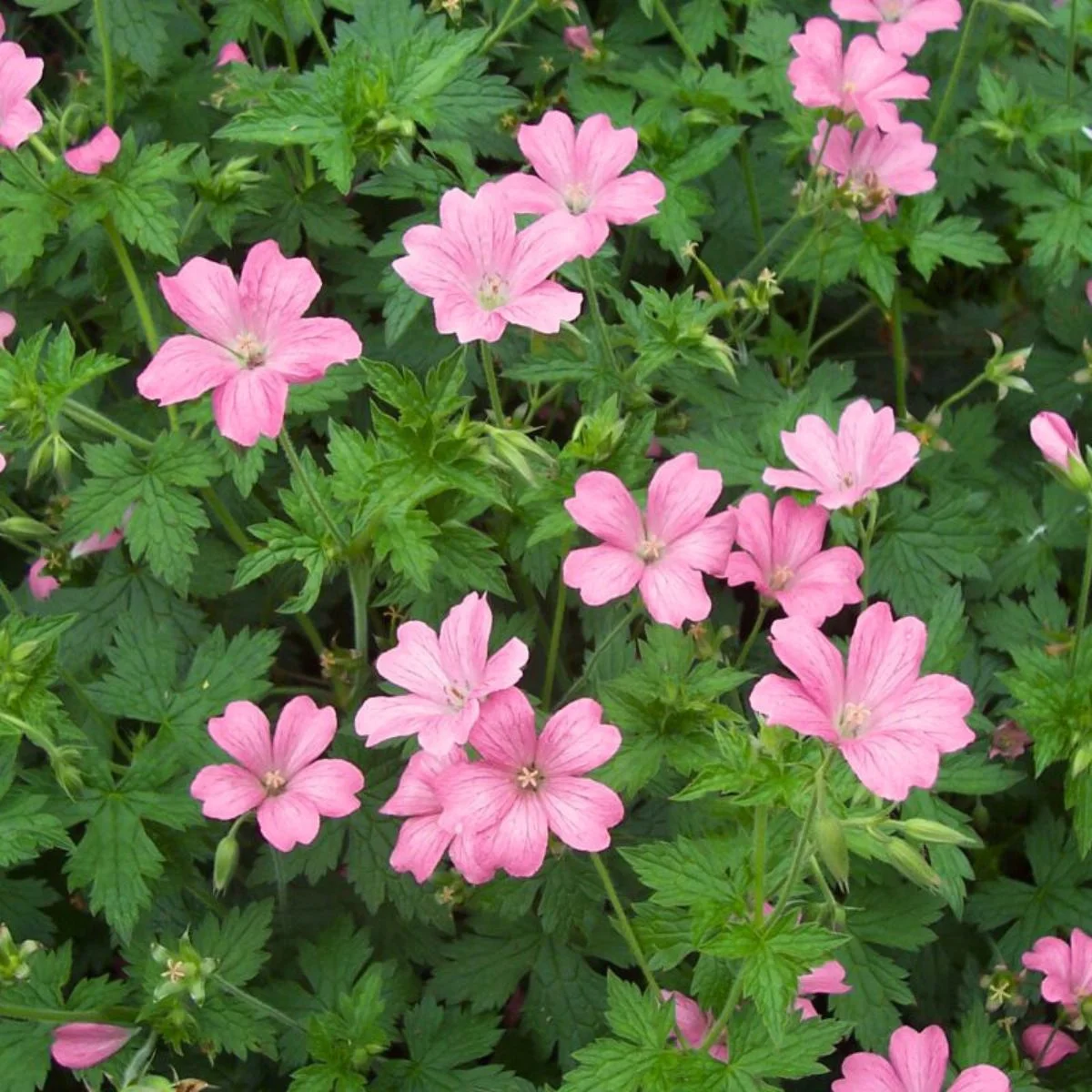 Герань оксонская "Роуз Клэр" - 3 изображение