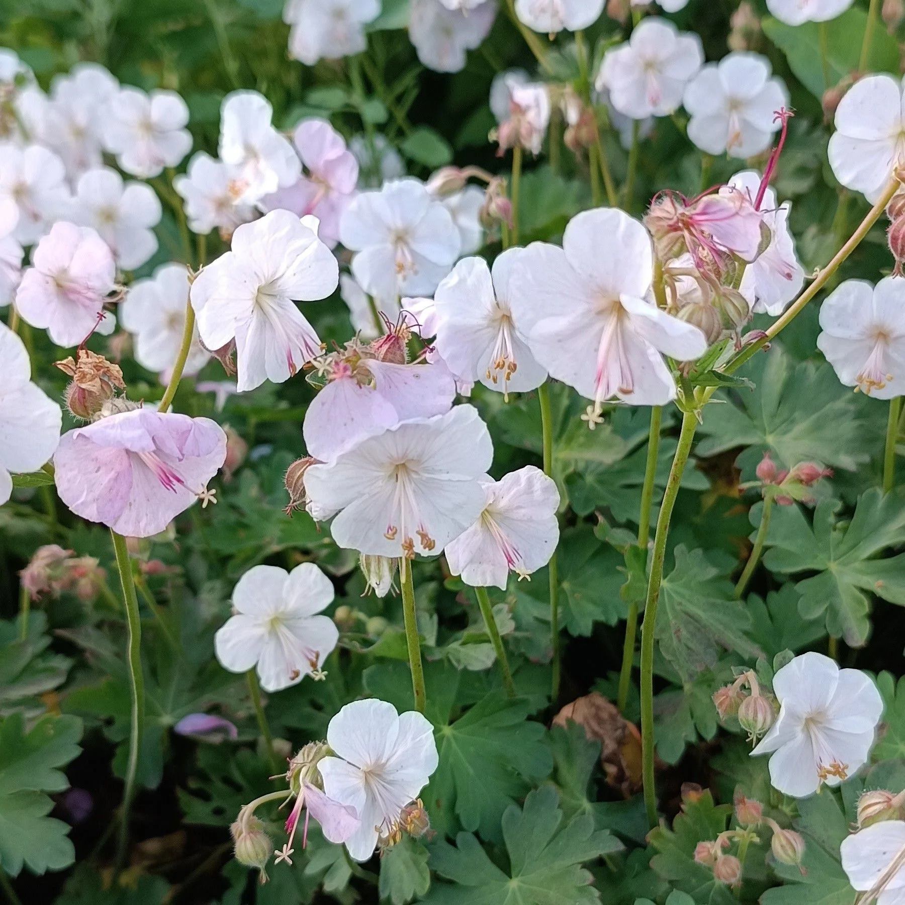 Герань кантабрийская "Сайнт Оле"