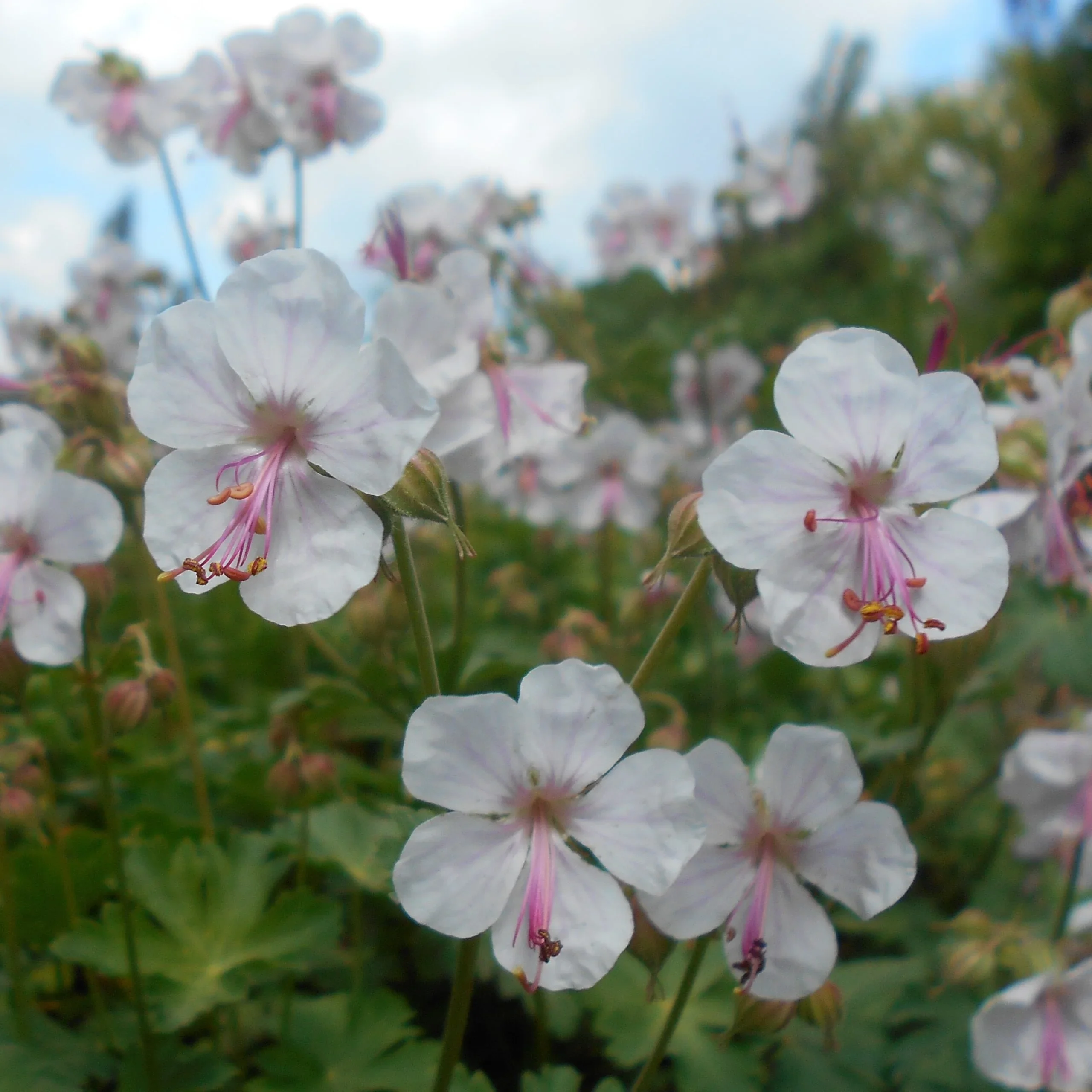 Герань кантабрийская "Сайнт Оле" - 2 изображение