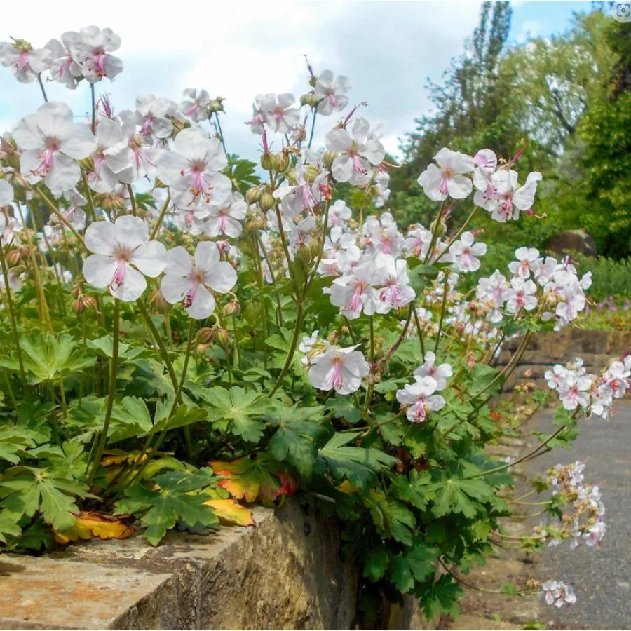 Герань кантабрийская "Сайнт Оле" - 3 изображение