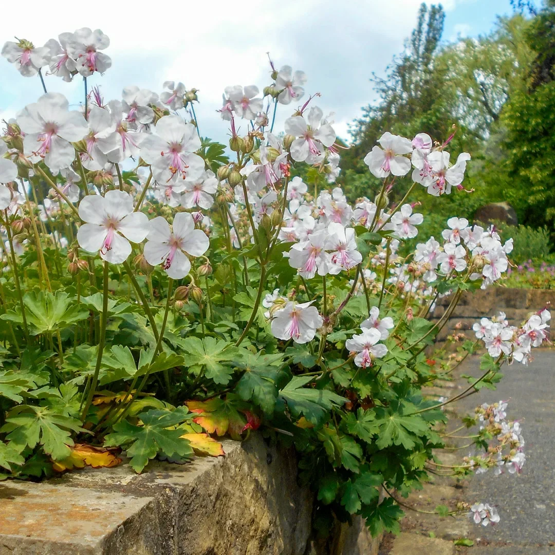 Герань кантабрийская "Сайнт Оле" - 4 изображение