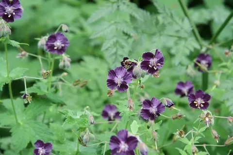 Герань красно-бурая