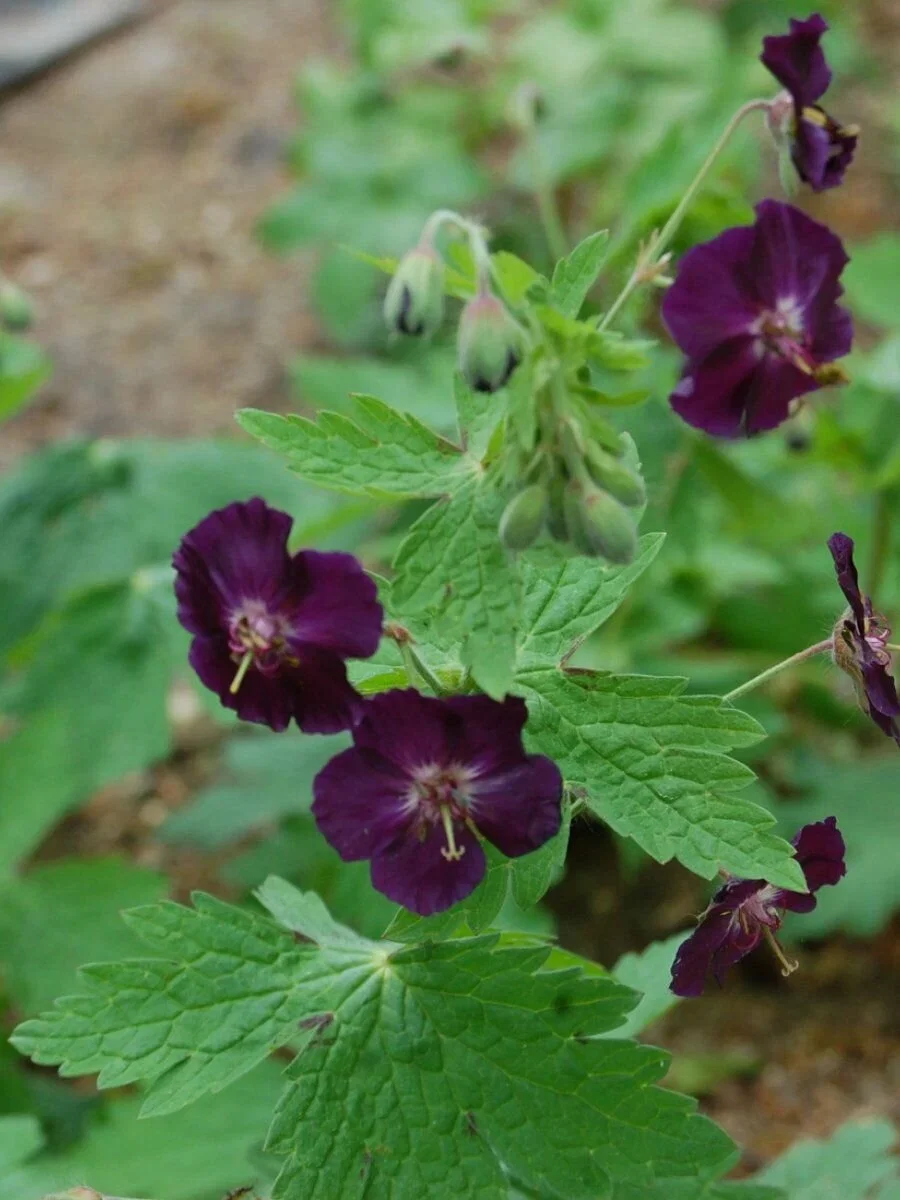 Герань красно-бурая - 2 изображение