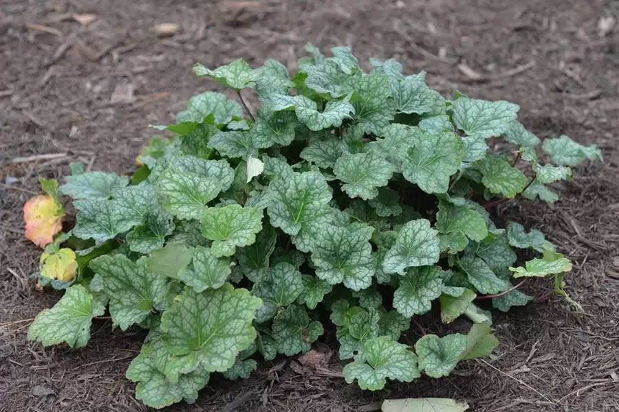 Гейхера Далс Стрейн