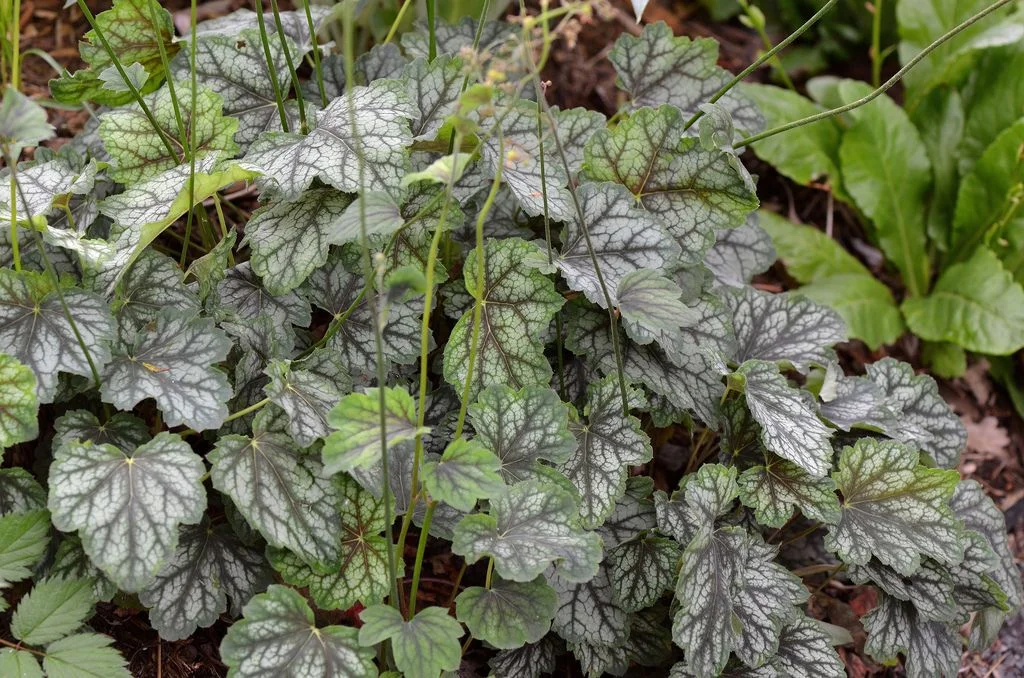 Гейхера Далс Стрейн - 2 изображение