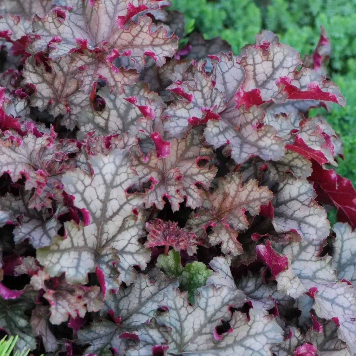 Гейхера гибридная "Кан Кан"