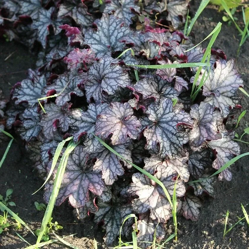 Гейхера гибридная "Кан Кан" - 3 изображение