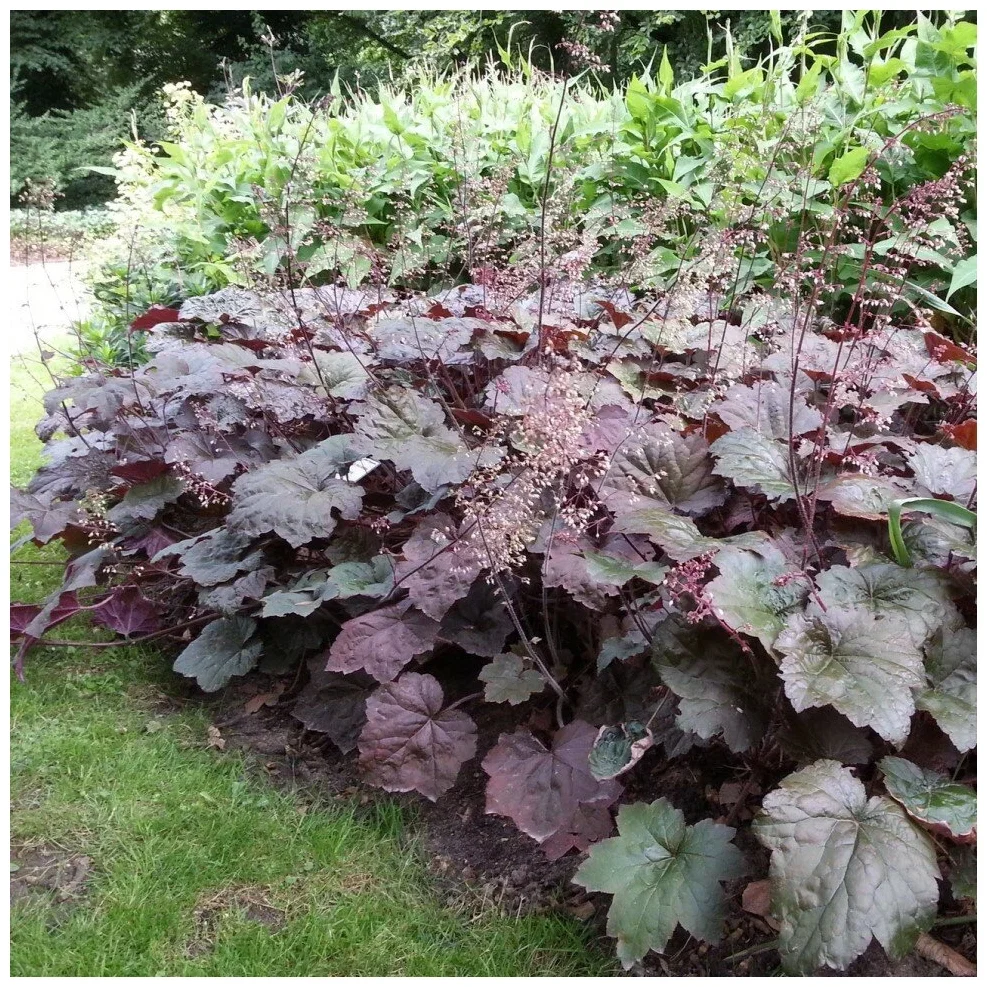 Гейхера мелкоцветковая "Палас Перпл" - 3 изображение