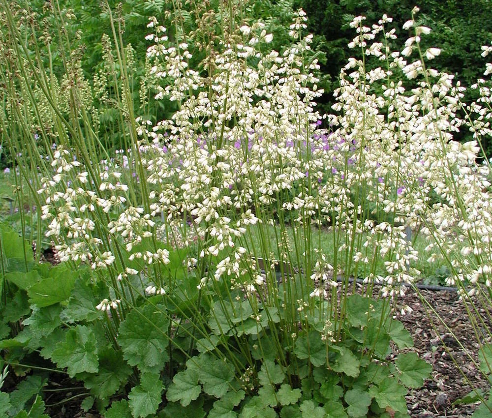 Гейхера трясунковидная 