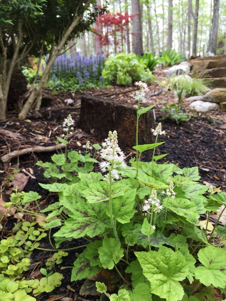 Гейхера Вайт Клауд 