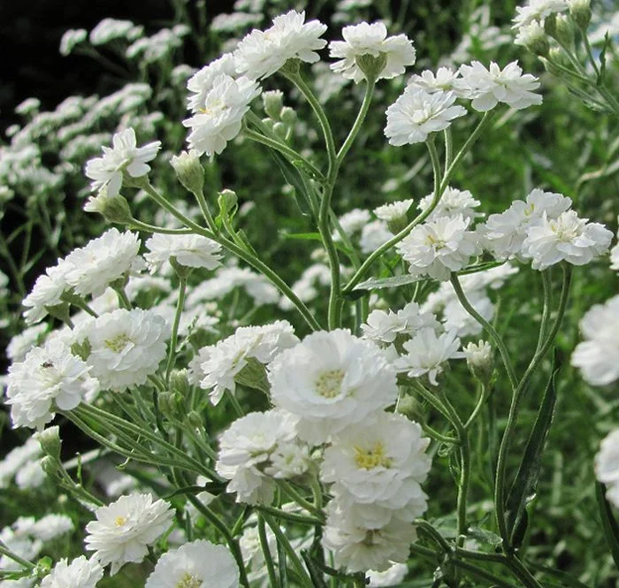 Гипсофила метельчатая