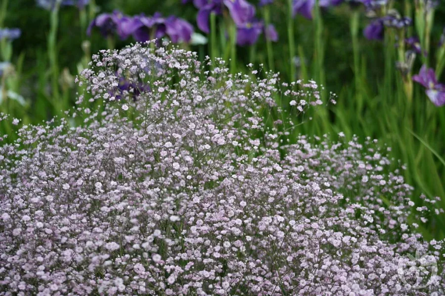 Гипсофила метельчатая - 2 изображение