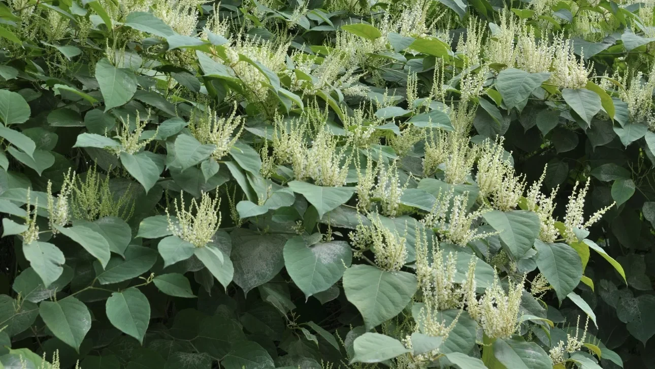 Горец японский