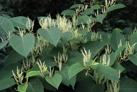 Горец японский - 2 изображение