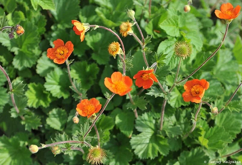 Гравилат чилийский - 2 изображение