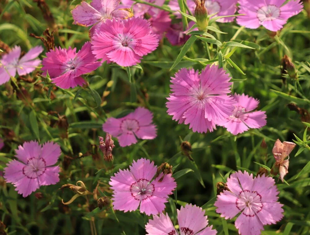 Гвоздика кавказская