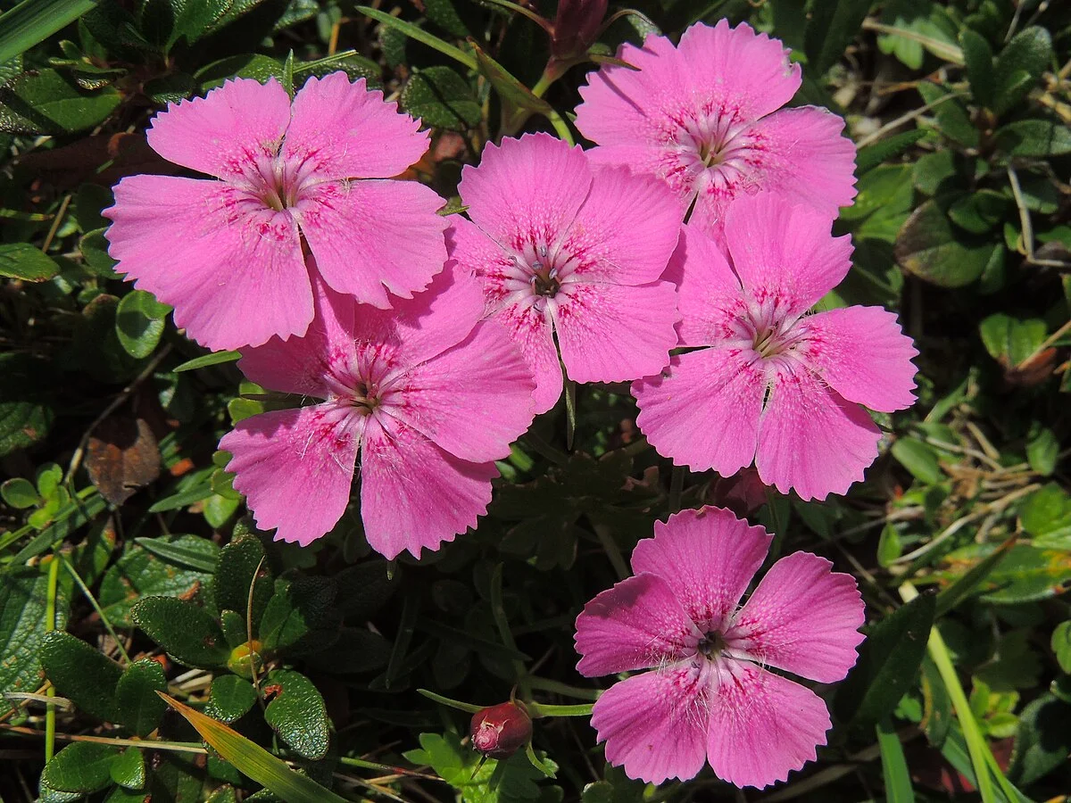 Гвоздика кавказская - 2 изображение