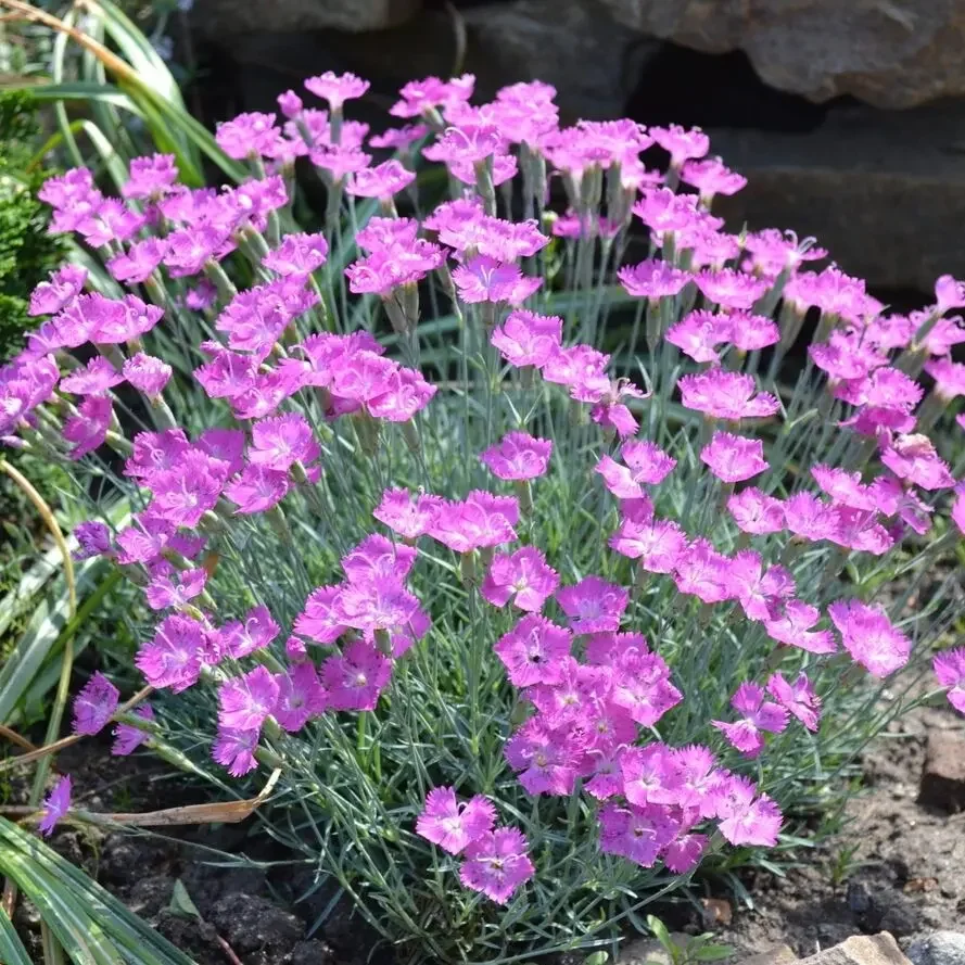 Гвоздика серо-голубая