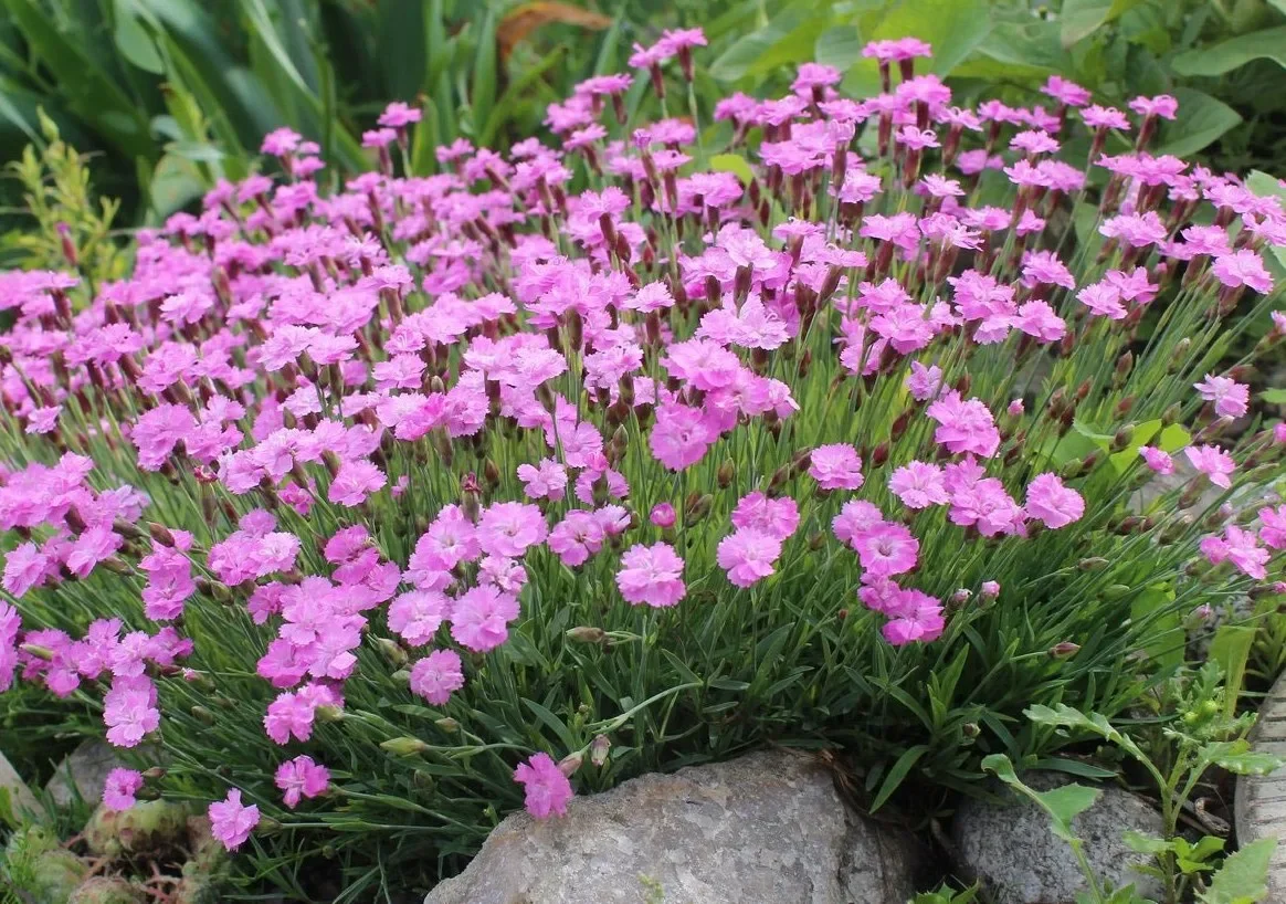 Гвоздика серо-голубая - 2 изображение