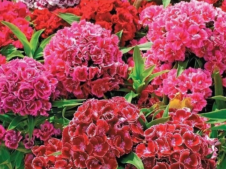 Гвоздика турецкая Махровая - 2 изображение