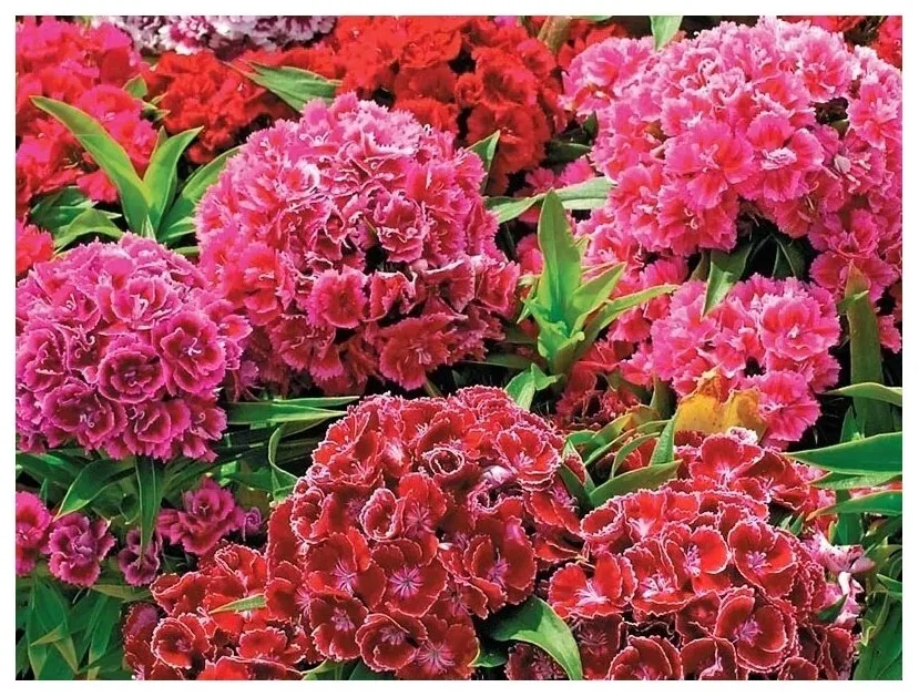 Гвоздика турецкая Махровая - 3 изображение