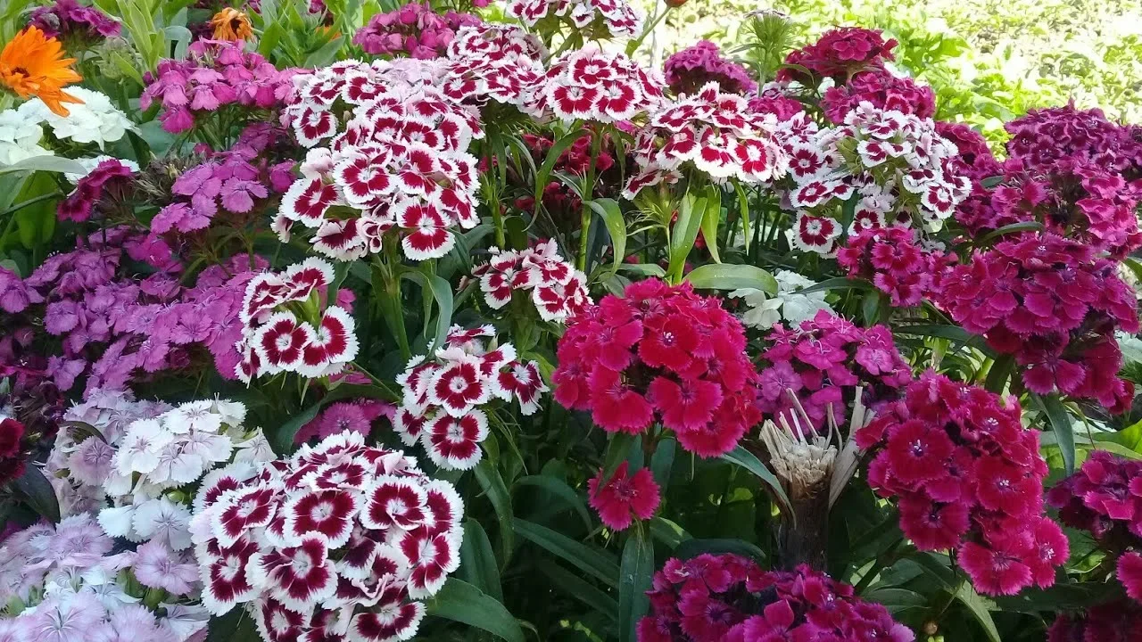  Гвоздика турецкая махровая (смесь окрасок) - 2 изображение