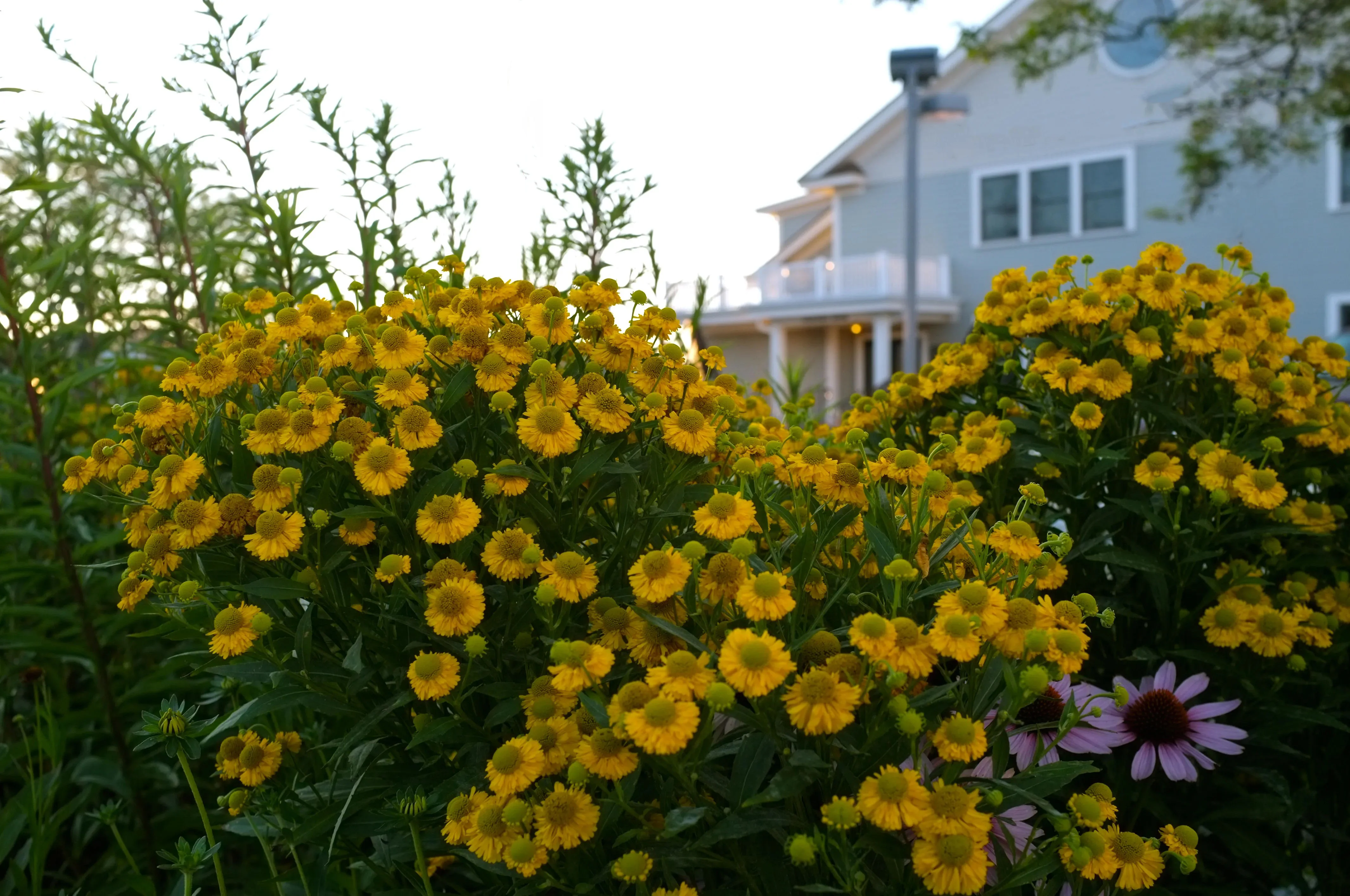 Гелениум осенний "Канария"