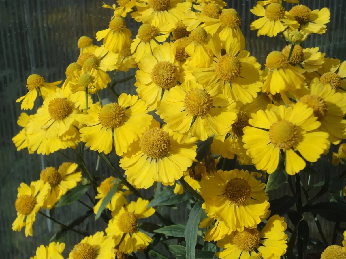 Гелениум осенний "Канария" - 2 изображение