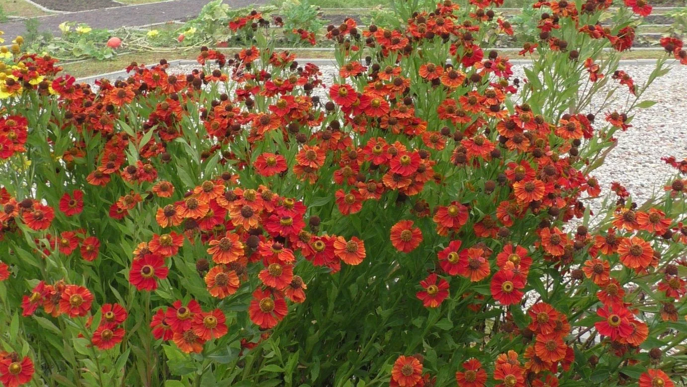 Гелениум осенний "Моерхайм Бьюти"