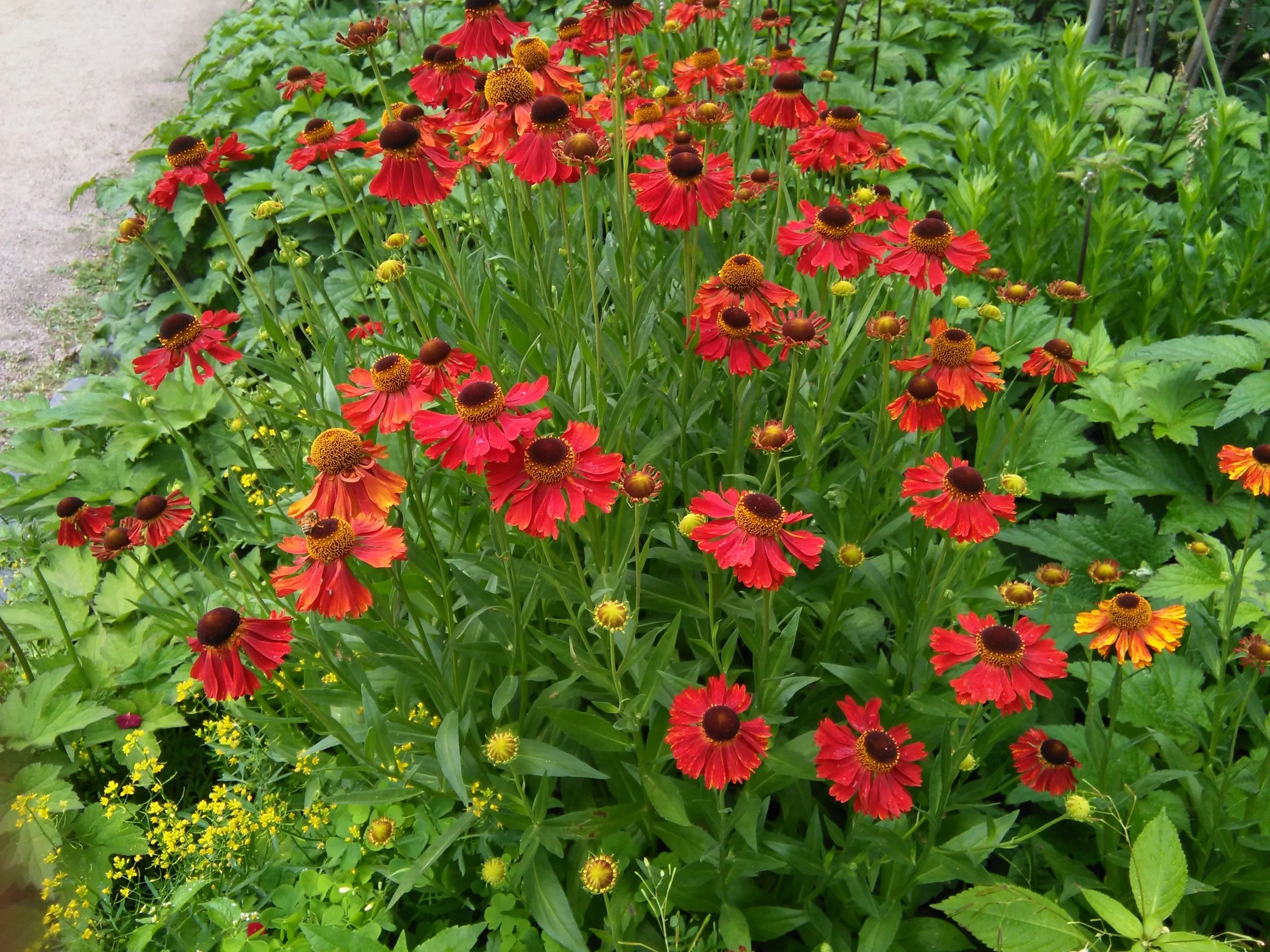 Гелениум осенний "Моерхайм Бьюти" - 2 изображение