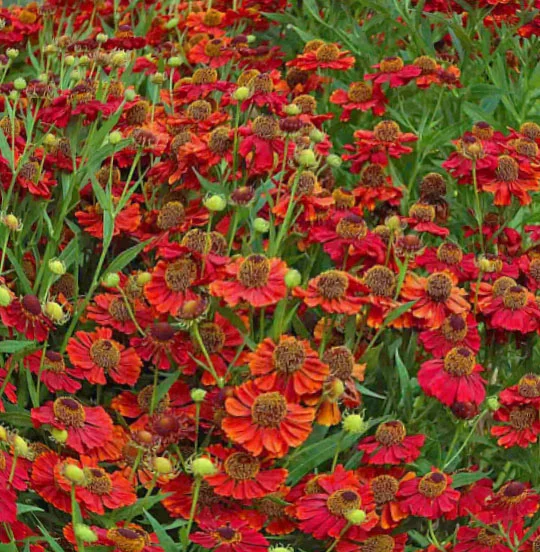 Гелениум осенний "Поттерс Вил"