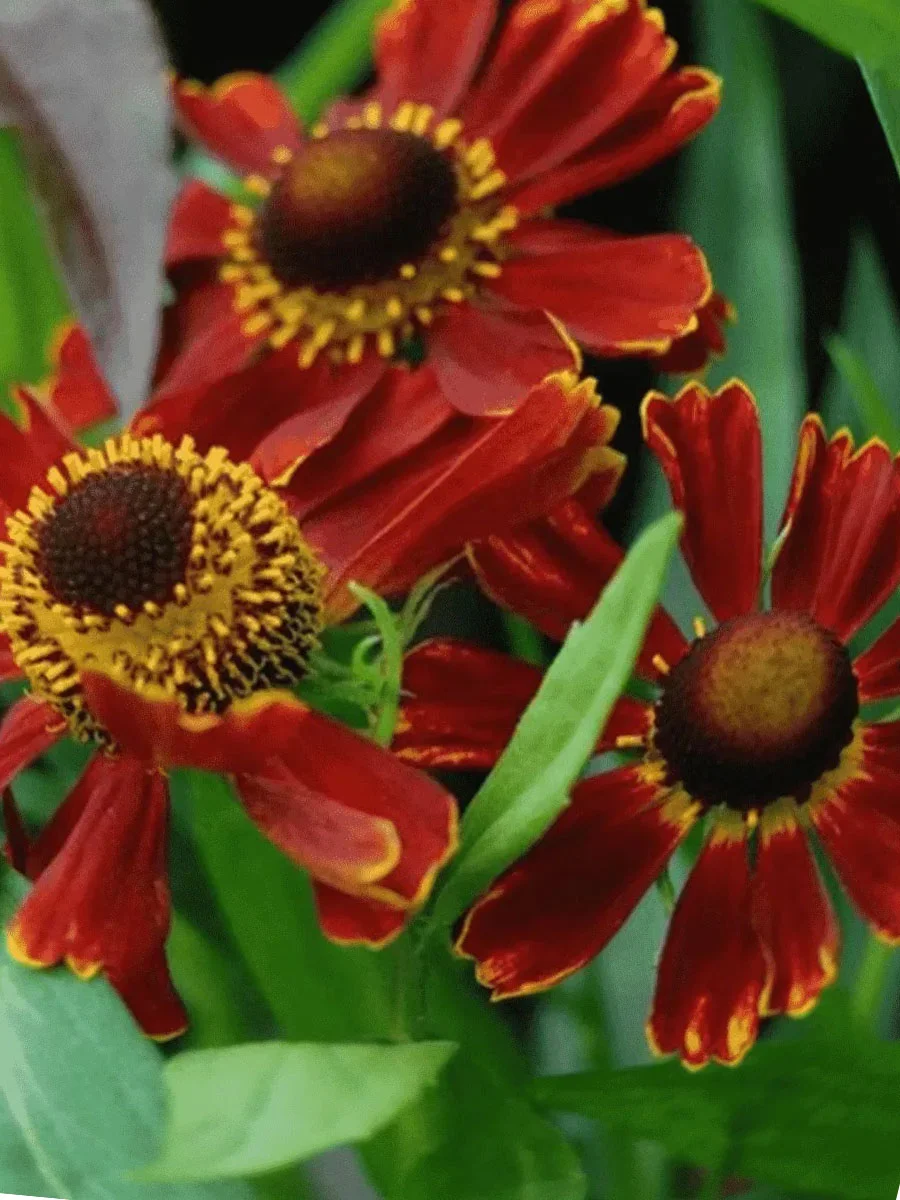 Гелениум осенний "Поттерс Вил" - 2 изображение