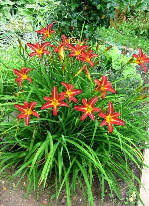 Лилейник гибридный "Отум Ред"