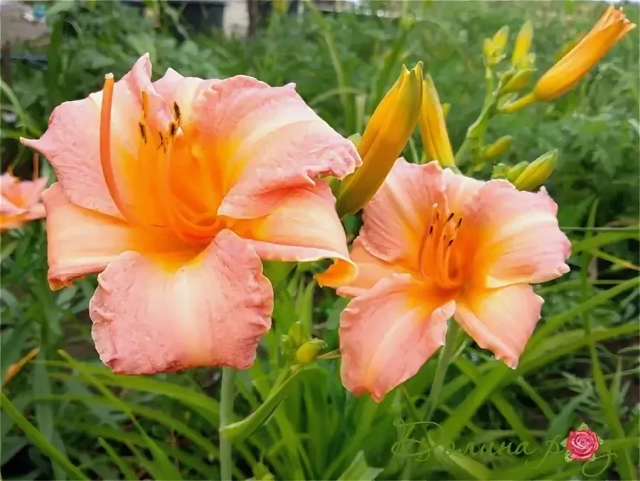 Лилейник гибридный "Чилдрен Фестивал"